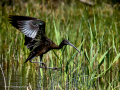 Morito Comun - Plegadis falcinellus - Capó reial