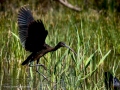 Morito Comun - Plegadis falcinellus - Capó reial