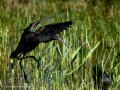 Morito Comun - Plegadis falcinellus - Capó reial