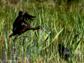 Morito Comun - Plegadis falcinellus - Capó reial