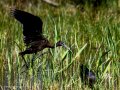Morito Comun - Plegadis falcinellus - Capó reial