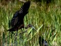 Morito Comun - Plegadis falcinellus - Capó reial