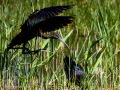 Morito Comun - Plegadis falcinellus - Capó reial