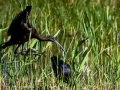 Morito Comun - Plegadis falcinellus - Capó reial