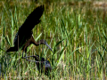 Morito Comun - Plegadis falcinellus - Capó reial