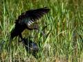 Morito Comun - Plegadis falcinellus - Capó reial