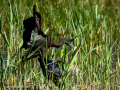 Morito Comun - Plegadis falcinellus - Capó reial
