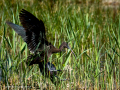Morito Comun - Plegadis falcinellus - Capó reial