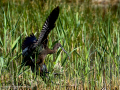 Morito Comun - Plegadis falcinellus - Capó reial