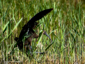 Morito Comun - Plegadis falcinellus - Capó reial