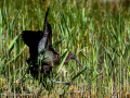 Morito Comun - Plegadis falcinellus - Capó reial