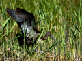 Morito Comun - Plegadis falcinellus - Capó reial