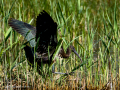 Morito Comun - Plegadis falcinellus - Capó reial