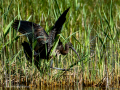 Morito Comun - Plegadis falcinellus - Capó reial