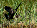 Morito Comun - Plegadis falcinellus - Capó reial