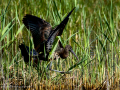 Morito Comun - Plegadis falcinellus - Capó reial