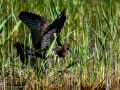 Morito Comun - Plegadis falcinellus - Capó reial