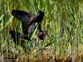 Morito Comun - Plegadis falcinellus - Capó reial
