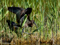 Morito Comun - Plegadis falcinellus - Capó reial