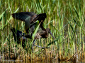 Morito Comun - Plegadis falcinellus - Capó reial