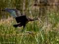 Morito Comun - Plegadis falcinellus - Capó reial