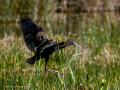 Morito Comun - Plegadis falcinellus - Capó reial