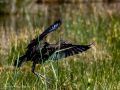 Morito Comun - Plegadis falcinellus - Capó reial
