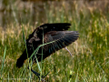 Morito Comun - Plegadis falcinellus - Capó reial