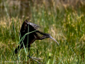 Morito Comun - Plegadis falcinellus - Capó reial