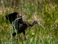 Morito Comun - Plegadis falcinellus - Capó reial