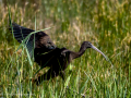 Morito Comun - Plegadis falcinellus - Capó reial