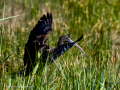 Morito Comun - Plegadis falcinellus - Capó reial