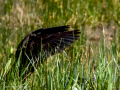 Morito Comun - Plegadis falcinellus - Capó reial