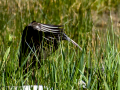 Morito Comun - Plegadis falcinellus - Capó reial