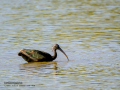 Morito Comun - Plegadis falcinellus - Capó reial