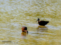 Morito Comun - Plegadis falcinellus - Capó reial