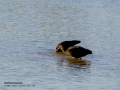 Morito Comun - Plegadis falcinellus - Capó reial
