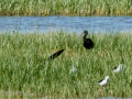 Morito Comun - Plegadis falcinellus - Capó reial