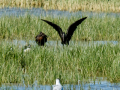 Morito Comun - Plegadis falcinellus - Capó reial
