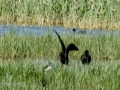 Morito Comun - Plegadis falcinellus - Capó reial