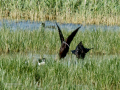 Morito Comun - Plegadis falcinellus - Capó reial