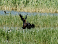 Morito Comun - Plegadis falcinellus - Capó reial