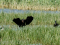 Morito Comun - Plegadis falcinellus - Capó reial