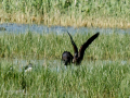 Morito Comun - Plegadis falcinellus - Capó reial