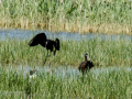 Morito Comun - Plegadis falcinellus - Capó reial