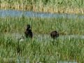 Morito Comun - Plegadis falcinellus - Capó reial
