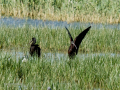Morito Comun - Plegadis falcinellus - Capó reial