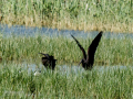 Morito Comun - Plegadis falcinellus - Capó reial