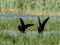 Morito Comun - Plegadis falcinellus - Capó reial