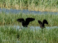 Morito Comun - Plegadis falcinellus - Capó reial